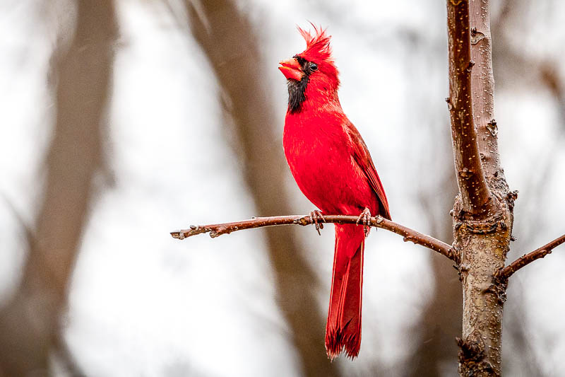 Winter cardinal image submitted by Todd Ryburn
