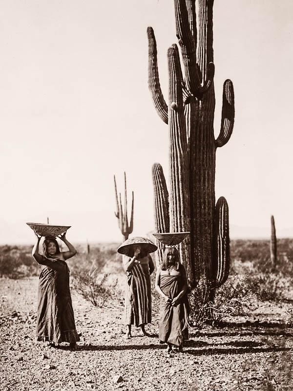 Maricopa women gathering fruit from Saguaro cacti