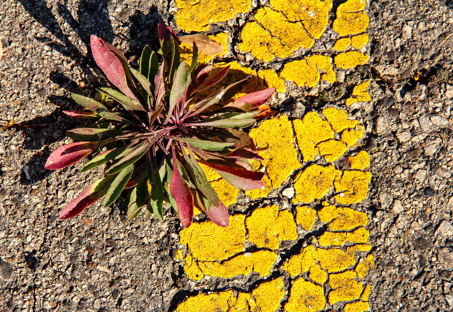 Mother Road
